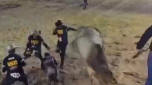 Peão escapa por um triz de ser pisoteado por touro em rodeio de Sinop