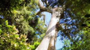 Alta Floresta se consolida como polo de biodiversidade no Brasil, revela estudo do IBGE