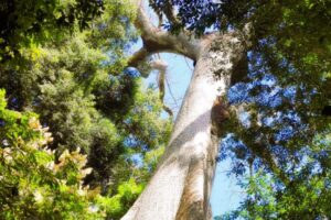 Alta Floresta se consolida como polo de biodiversidade no Brasil, revela estudo do IBGE
