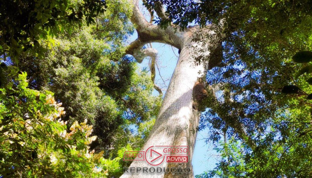 Alta Floresta se consolida como polo de biodiversidade no Brasil, revela estudo do IBGE