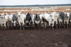 China aprova Brasil livre de aftosa, garantindo futuro da carne de MT