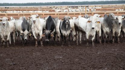China aprova Brasil livre de aftosa, garantindo futuro da carne de MT