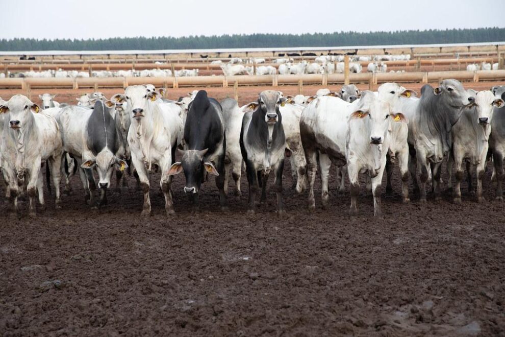 China aprova Brasil livre de aftosa, garantindo futuro da carne de MT