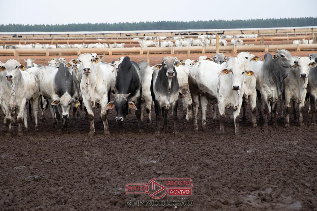 China aprova Brasil livre de aftosa, garantindo futuro da carne de MT