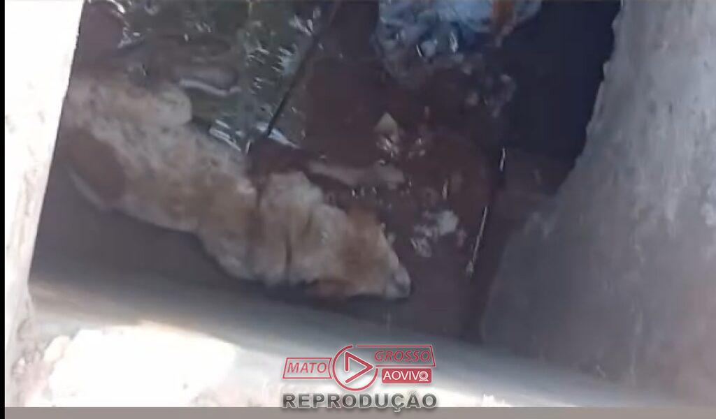 Populares resgatam cachorro de bueiro aberto em avenida movimentada de Cuiabá