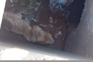 Populares resgatam cachorro de bueiro aberto em avenida movimentada de Cuiabá