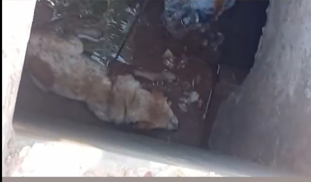 Populares resgatam cachorro de bueiro aberto em avenida movimentada de Cuiabá