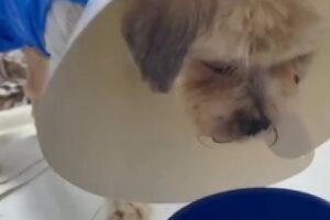 Cachorro Ted surpreende com recuperação após queimaduras em pet shop clandestino de Cuiabá