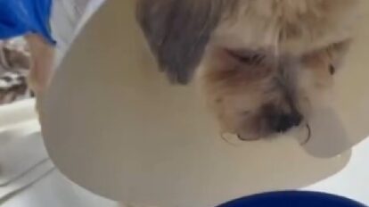 Cachorro Ted surpreende com recuperação após queimaduras em pet shop clandestino de Cuiabá