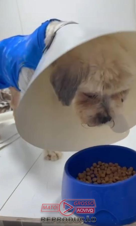 Cachorro Ted surpreende com recuperação após queimaduras em pet shop clandestino de Cuiabá