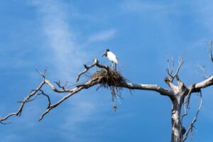 Mato Grosso atrai olhares globais com roteiro de ecoturismo durante a FIT Pantanal 2026