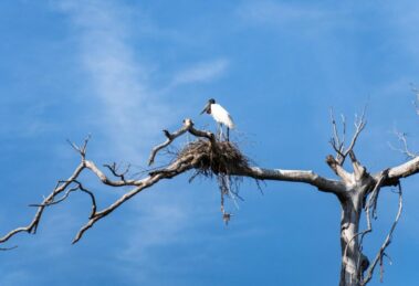 Mato Grosso atrai olhares globais com roteiro de ecoturismo durante a FIT Pantanal 2026
