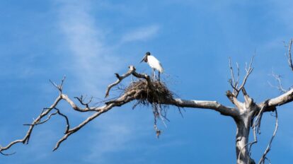Mato Grosso atrai olhares globais com roteiro de ecoturismo durante a FIT Pantanal 2026