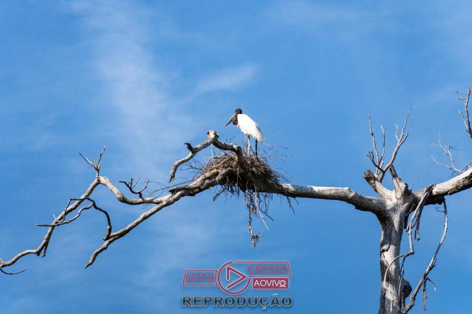 Mato Grosso atrai olhares globais com roteiro de ecoturismo durante a FIT Pantanal 2026