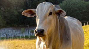 União Europeia oficializa proibição à importação de carne bovina do Brasil