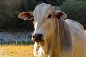 União Europeia oficializa proibição à importação de carne bovina do Brasil