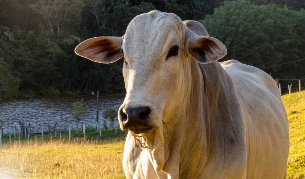 União Europeia oficializa proibição à importação de carne bovina do Brasil