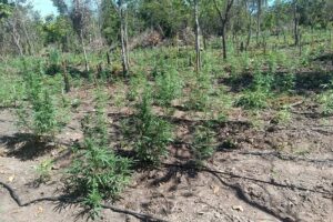 Polícia desarticula invasão de fazenda em Luciara e encontra 5 mil pés de maconha