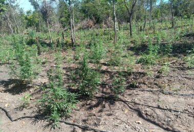 Polícia desarticula invasão de fazenda em Luciara e encontra 5 mil pés de maconha