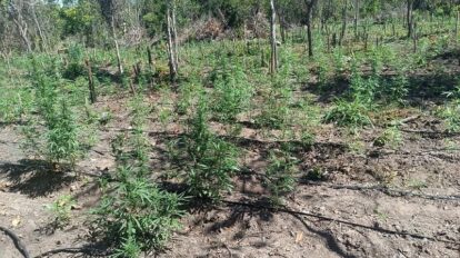 Polícia desarticula invasão de fazenda em Luciara e encontra 5 mil pés de maconha