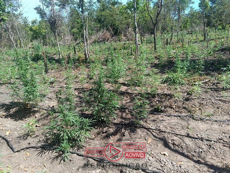 Polícia desarticula invasão de fazenda em Luciara e encontra 5 mil pés de maconha