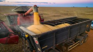 Comercialização de milho em Mato Grosso avança, mas temor com El Niño trava novos negócios