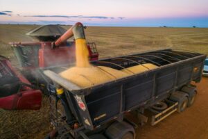 Comercialização de milho em Mato Grosso avança, mas temor com El Niño trava novos negócios
