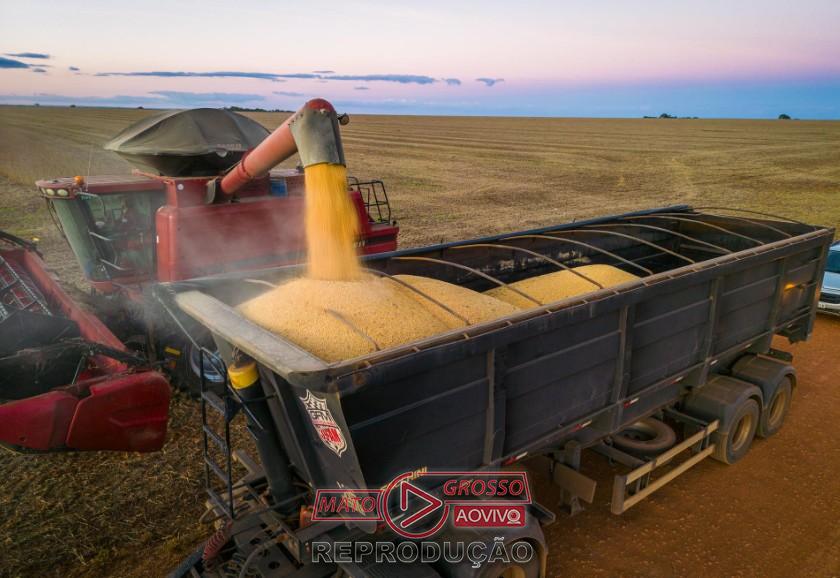 Comercialização de milho em Mato Grosso avança, mas temor com El Niño trava novos negócios