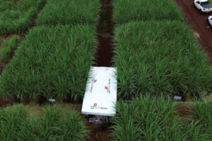 Novas tecnologias em bioestímulo e controle de pragas impulsionam cultivo de cana na Feira Copercana
