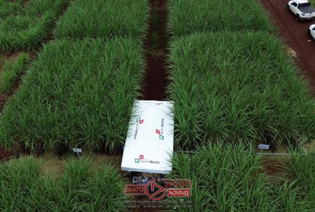 Novas tecnologias em bioestímulo e controle de pragas impulsionam cultivo de cana na Feira Copercana