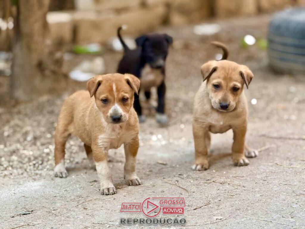 Várzea Grande aprova lei inédita para proteger animais comunitários e coibir remoção ilegal