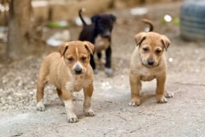 Várzea Grande aprova lei inédita para proteger animais comunitários e coibir remoção ilegal