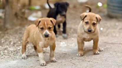 Várzea Grande aprova lei inédita para proteger animais comunitários e coibir remoção ilegal