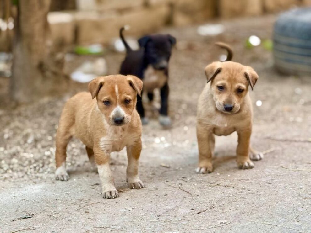 Várzea Grande aprova lei inédita para proteger animais comunitários e coibir remoção ilegal