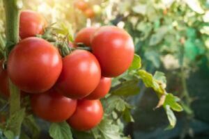 IHARA apresenta tecnologias de manejo fitossanitário para o setor de hortifrúti na Hortitec 2026