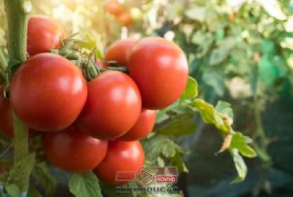 IHARA apresenta tecnologias de manejo fitossanitário para o setor de hortifrúti na Hortitec 2026