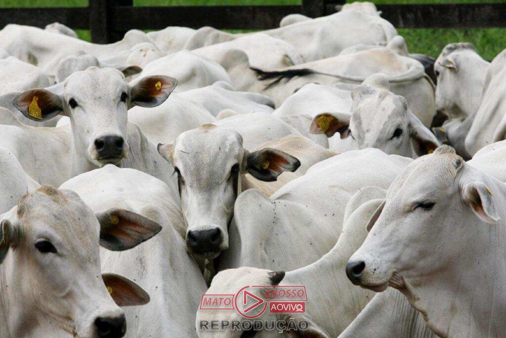 Mato Grosso lidera abate de bovinos no Brasil com alta expressiva no primeiro trimestre