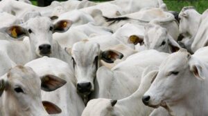 Mato Grosso lidera abate de bovinos no Brasil com alta expressiva no primeiro trimestre