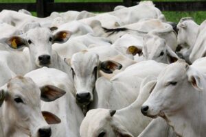 Mato Grosso lidera abate de bovinos no Brasil com alta expressiva no primeiro trimestre