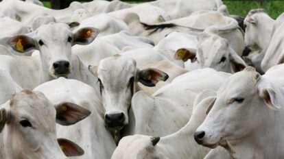 Mato Grosso lidera abate de bovinos no Brasil com alta expressiva no primeiro trimestre