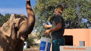 Elefante Sandro será transferido de zoológico em SP para santuário em Mato Grosso