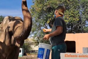 Elefante Sandro será transferido de zoológico em SP para santuário em Mato Grosso