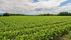Justiça de Cuiabá decreta falência de empresa agrícola por dívida de R$ 4,8 milhões