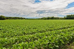 Justiça de Cuiabá decreta falência de empresa agrícola por dívida de R$ 4,8 milhões