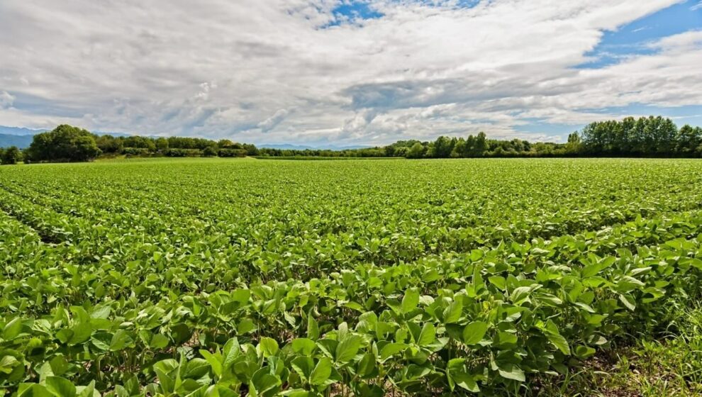 Justiça de Cuiabá decreta falência de empresa agrícola por dívida de R$ 4,8 milhões