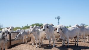 Resistência parasitária ameaça produtividade da pecuária brasileira e gera alerta sanitário