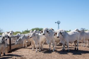 Resistência parasitária ameaça produtividade da pecuária brasileira e gera alerta sanitário