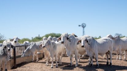 Resistência parasitária ameaça produtividade da pecuária brasileira e gera alerta sanitário