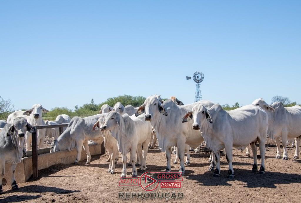 Resistência parasitária ameaça produtividade da pecuária brasileira e gera alerta sanitário