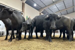 Búfalo valoriza no Rio Grande do Sul e preço do quilo vivo ultrapassa a marca de R$ 10